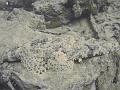 Thistlegorm (25)